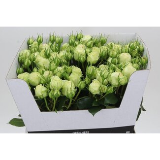 Freshy Rose en grappe hollandaise “Wedding Piano” | Couleur: Blanc | Longueur ± 60 centimeter | Par 10 roses fraîches