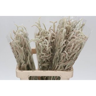 Freshy Amaranthus “Yearming Desert” | Couleur: Blanc | Longueur ± 60 centimeter | Par 25 tiges de fleurs fraîches