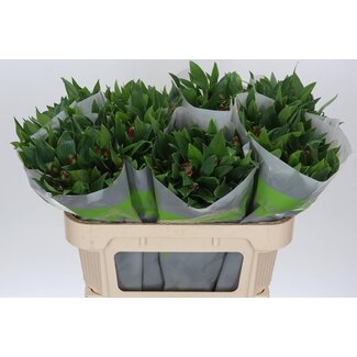 Freshy Alstroemeria “Noize” | Farbe: Rot | Länge ± 70 centimeter | Pro 20 Stielen frische Blumen
