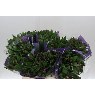 Freshy Alstroemeria Tige Courte “Carline” | Couleur: Violet | Longueur ± 60 centimeter | Par 20 tiges fleurs fraîches