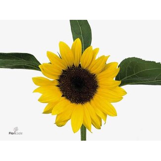 Freshy Helianthus Tournesol “Sunrich Orange” Biologique | Couleur: Jaune | Longueur ± 50 centimeter | Par 10 fleurs fraîches