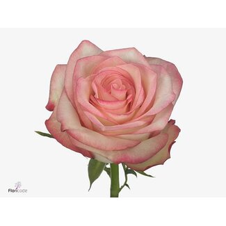 Freshy Roses “Paloma” | Couleur: Rose | Longueur ± 60 centimeter | Par 20 roses