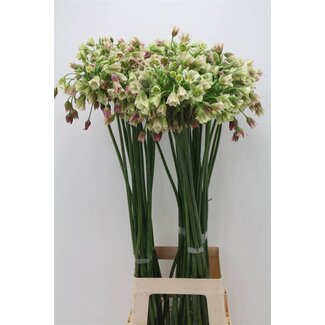 Freshy Allium Sierui “Siculum” | Couleur: Orange | Longueur ± 70 centimeter | Par 10 tiges de fleurs fraîches