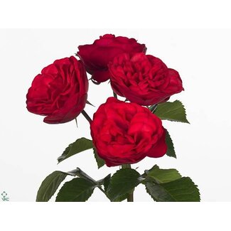 Freshy Holländische Trossenrose “Piano Freiland” | Farbe: Rot | Länge ± 60 centimeter | Pro 10 frische Rosen