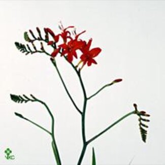 Freshy Crocosmia “Red King” | Farbe: Rot | Länge ± 70 centimeter | Pro 25 Stiele frische Blumen