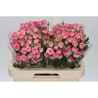 Freshy Rose en grappes hollandaise “Tralala” | Couleur: Rose | Longueur ± 60 centimeter | Par 10 roses fraîches