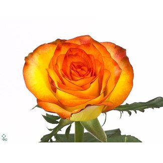 Freshy Rose à grandes fleurs “High & Magic” | Couleur: Jaune Orange | Longueur ± 60 centimeter | Origine Ecuador | Par 25 roses fraîches