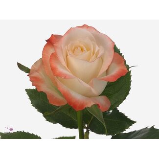 Freshy Rose à grandes fleurs “Caberet” | Couleur: Blanc Orange | Longueur ± 40 centimeter | Origine Équateur | Par 25 roses fraîches