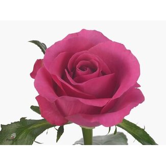 Freshy Rose à grandes fleurs “Breezer” | Couleur: Rose | Longueur ± 40 centimeter | Origine Équateur | Par 25 roses fraîches