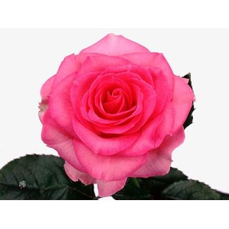 Freshy Großblütige Rose “Sweet Unique” | Farbe: Rosa | Länge ± 60 centimeter | Herkunft Ecuador | Pro 25 frische Rosen