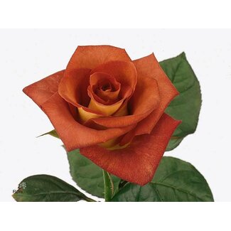 Freshy Rose grandiflore “Leonidas” | Couleur: Brun | Longueur ± 40 centimeter | Origine Équateur | Par 20 roses fraîches