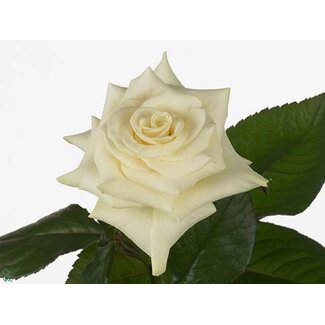 Freshy Großblütige Rose “Mondial” | Farbe: Weiß | Länge ± 70 centimeter | Herkunft Ecuador | Pro 25 frische Rosen