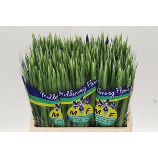 Freshy Iris “Blue Magic” | Couleur: Bleu | Longueur ± 62 centimeter | Par 50 tiges fleurs fraîches