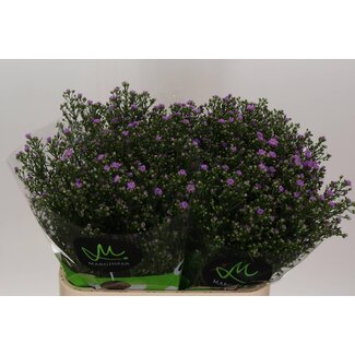 Freshy Aster “Teeny Tiny Pink” | Couleur: Violet | Longueur ± 80 centimeter | Par 25 tiges de fleurs fraîches