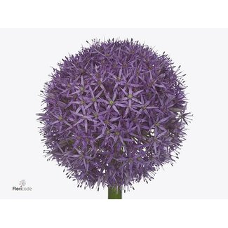Freshy Allium Sierui “Dutchman” | Couleur: Violet | Longueur ± 70 centimeter | Par 3 tiges de fleurs fraîches