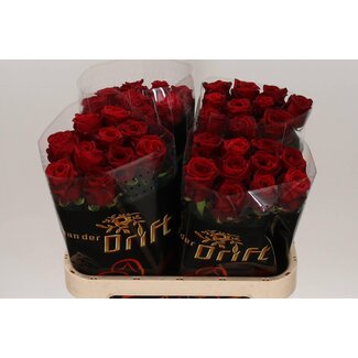 Freshy Rosen “Red Naomi Drift” | Farbe: Rot | Länge ± 80 centimeter | Pro 20 Rosen