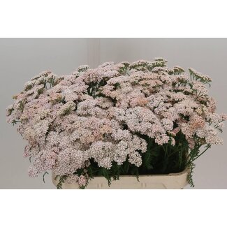 Freshy Achillea Millefolium “Anita Champagne” | Farbe: Rosa | Länge ± 75 centimeter | Pro 20 Stiele frische Blumen
