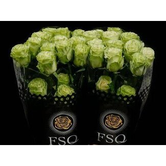 Freshy Großblütige Rose “Wasabi” | Farbe: Grün | Länge ± 70 centimeter | Herkunft Ecuador | Pro 20 frische Rosen