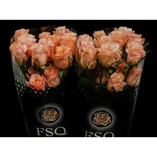 Freshy Grootbloemige Roos “Shimmer” | Kleur: Roze | Lengte ± 50 centimeter | Herkomst Ecuador | Per 20 verse rozen