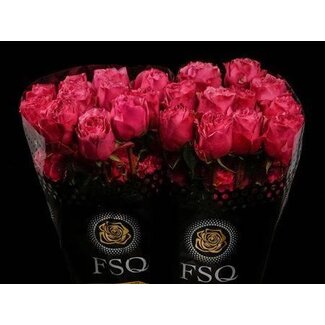 Freshy Großblütige Rose “Cherry Carpe Diem” | Farbe: Fuchsia | Länge ± 50 centimeter | Herkunft Ecuador | Pro 20 frische Rosen