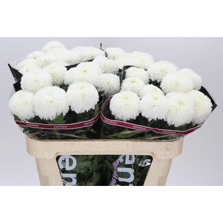 Freshy Deko Chrysantheme Chrysantheme “Superbowl” | Farbe: Weiß | Länge ± 70 centimeter | Pro 10 frische Blumen