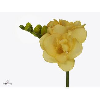 Freshy Freesie Doppelblütig “Marseille” | Farbe: Gelb | Länge ± 56 centimeter | Pro 50 Stiele frische Blumen