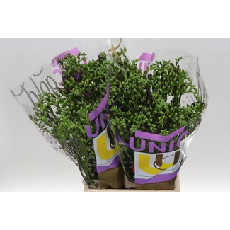 Freshy Freesie Dubbelblütig “Biscaya” | Farbe: Lila | Länge ± 54 centimeter | Pro 50 Stiele frische Blumen
