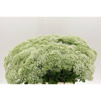 Freshy Trachelium “White Lake Michigan” | Farbe: Weiß | Länge ± 60 centimeter | Pro 20 Stiele frische Blumen