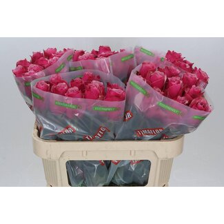 Freshy Rosen “Majestic Athena” | Farbe: Rosa | Länge ± 70 centimeter | Pro 20 Rosen