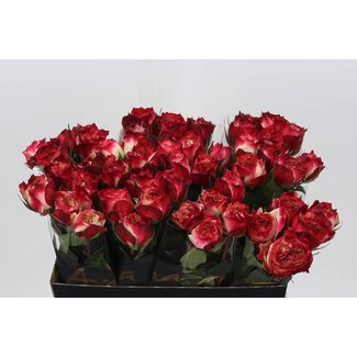 Freshy Roses “Apple Jack” | Couleur: Rouge | Longueur ± 60 centimeter | Par 20 roses