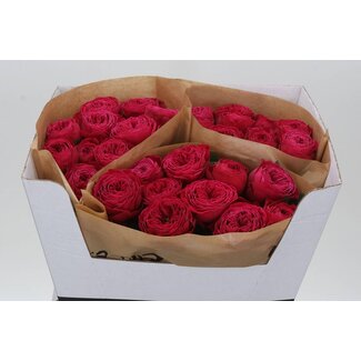 Freshy Roses “Just More” | Couleur: Rose | Longueur ± 60 centimeter | Par 20 roses
