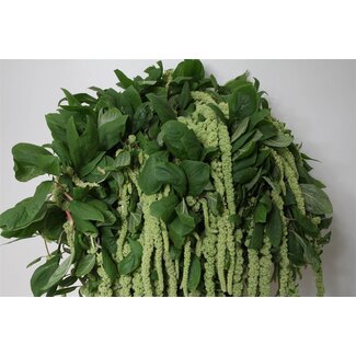 Freshy Amaranthus Caudatus “Green Cordyline” | Couleur: Vert | Longueur ± 75 centimeter | Par 10 tiges de fleurs fraîches