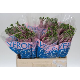 Freshy Veronica “Smart Alien” | Farbe: Rosa | Länge ± 60 centimeter | Pro 25 Stiele frische Blumen