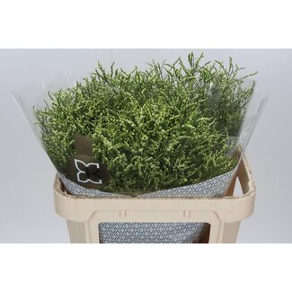 Freshy Limonium Statice Sinuata “China Lemon” | Couleur: Jaune | Longueur ± 70 centimètre | Par 25 tiges de fleurs fraîches