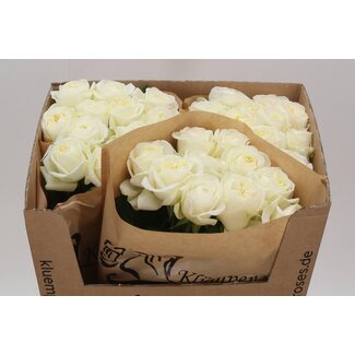Freshy Rosen “Chic White” | Farbe: Weiß | Länge ± 70 centimeter | Pro 20 Rosen