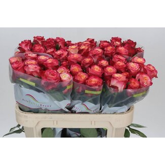 Freshy Roses “Mai Tai” | Couleur: Rose | Longueur ± 70 centimeter | Par 20 roses