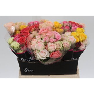 Freshy Strauß Rosen | Farbe: Gemischte Farben | Länge ± 40 centimeter | 20 Rosen pro Bund | Pro Bund