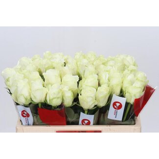 Freshy Roses “Countdown” | Couleur: Blanc | Longueur ± 50 centimeter | Par 20 roses