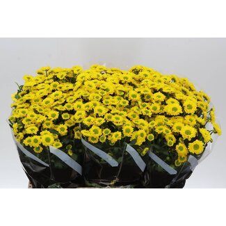 Freshy Chrysantheme Chrysant Santini “Dinky” | Farbe: Gelb | Länge ± 55 centimeter | Pro 25 Stielen frische Blumen