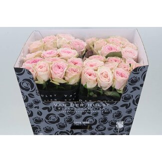 Freshy Rosen “Summerhouse” | Farbe: Rosa | Länge ± 70 centimeter | Pro 20 Rosen