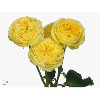 Freshy Holländische Trosrose “Catalina” | Farbe: Gelb | Länge ± 80 centimeter | Pro 10 frische Rosen
