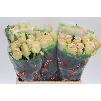 Freshy Roses “Frutetto” | Couleur: Rose | Longueur ± 60 centimeter | Par 20 roses