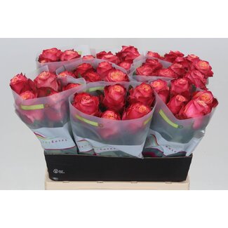 Freshy Rosen “Mai Tai” | Farbe: Rosa | Länge ± 60 centimeter | Pro 20 Rosen