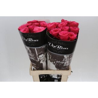Freshy Roses “Villa Fariola” | Couleur: Rose | Longueur ± 70 centimeter | Par 20 roses