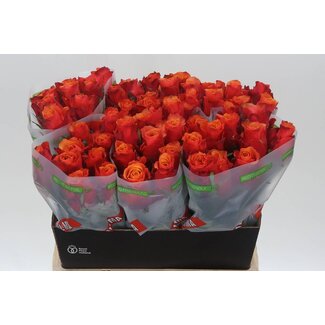 Freshy Roses “Espana” | Couleur: Jaune Orange | Longueur ± 60 centimeter | Par 20 roses