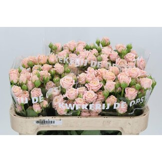 Freshy Trosroos hollandaise “Peach Yo-yo” | Couleur: Rose | Longueur ± 70 centimeter | Par 10 roses fraîches