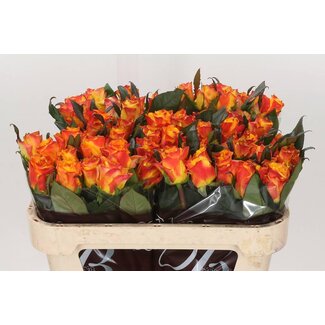 Freshy Rosen “Easy Fashion” | Farbe: Gelb Oranje | Länge ± 70 centimeter | Pro 20 rozen