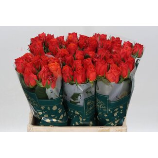 Freshy Rosen “Devoted” | Farbe: Orange | Länge ± 60 centimeter | Pro 20 Rosen