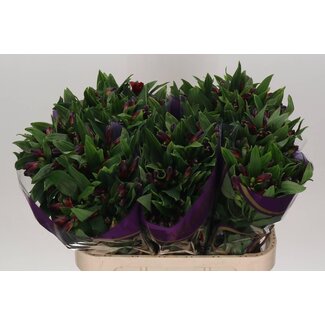 Freshy Alstroemeria “Rumba” | Farbe: Rot | Länge ± 75 centimeter | Pro 10 Stiele frische Blumen