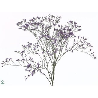 Freshy Limonium Safora | Farbe: Dunkelblau | Länge ± 80 centimeter | Pro 25 Stiele frische Blumen